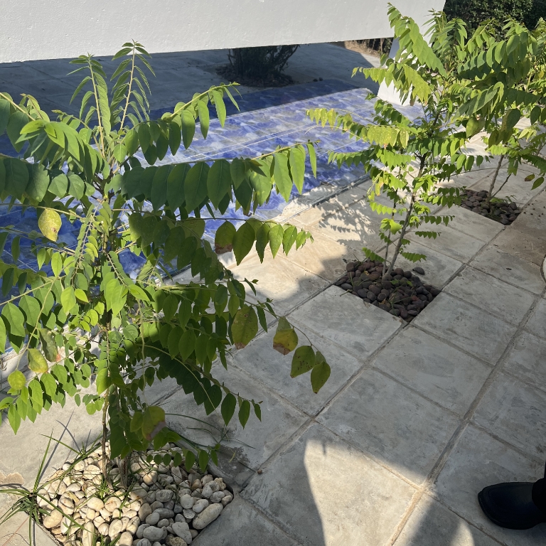 子供たちが大きく成長してほしい、の願いを込めてポプラの木を植樹しました